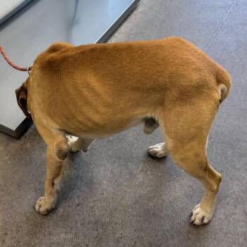 109310 -  Mixed Breed Dog for Adoption in Las Cruces, New Mexico - 109310 | PetCurious