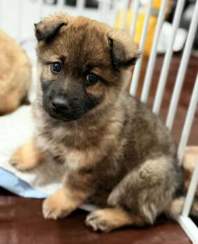 Corgi and Husky Dogs Available for Adoption - Kline | PetCurious