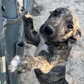 Mountain Cur and Pit Bull Terrier Dogs Available for Adoption in Wiggins, Mississippi - Eddie | PetCurious
