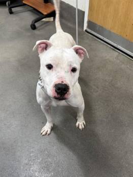 American Bulldog Dogs Available for Adoption - RICE KRISPY | PetCurious