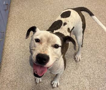 Rescue American Staffordshire Terrier and Mixed Breed Dogs for Adoption in Disputanta, Virginia - Rayla | PetCurious