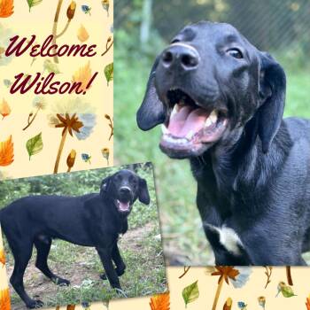 Rescue Black Labrador Retriever Dogs for Adoption in Cincinnati, Ohio - Wilson | PetCurious