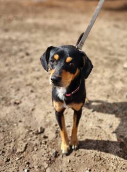 Rescue Miniature Pinscher and Dachshund Dogs for Adoption in Lake Forest, California - Roy | PetCurious