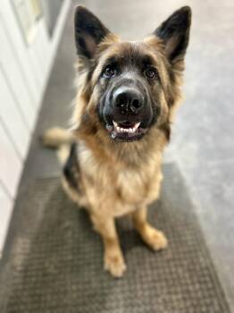 German Shepherd Dog Dogs Available for Adoption in Media, Pennsylvania - JUPITER | PetCurious