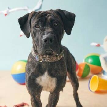 Rescue Mixed Breed Dogs for Adoption in Philadelphia, Pennsylvania - Erie | PetCurious