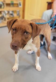 Gypsy -  Mixed Breed Dog for Adoption in Lawrenceburg, Tennessee - Gypsy | PetCurious
