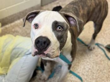 CEDRIC -  Pit Bull Terrier Dog for Adoption in Pueblo, Colorado - CEDRIC | PetCurious