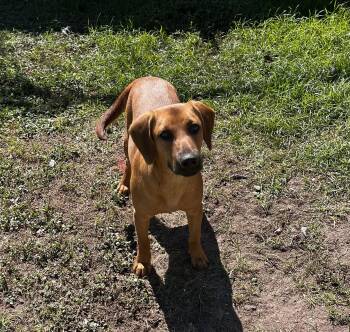 Rescue Coonhound Dogs for Adoption in Mobile, Alabama - Wanda | PetCurious