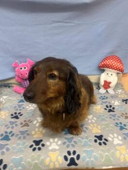 Dachshund Dogs Available for Adoption in York, South Carolina - Frank | PetCurious