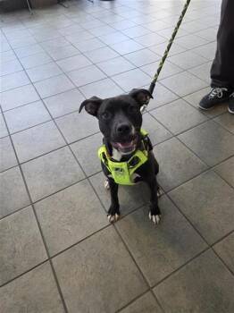 DASHA -  Terrier Dog for Adoption in San Antonio, Texas - DASHA | PetCurious