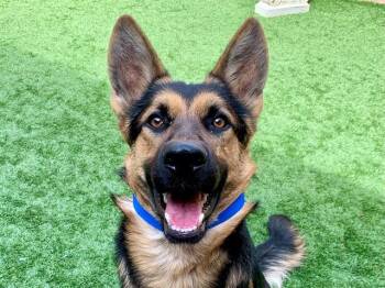 SAVE ME PLEASE Sterling - IDA553195 -  German Shepherd Dog Dog for Adoption in San Marcos, California - SAVE ME PLEASE Sterling - IDA553195 | PetCurious