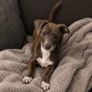 Dachshund Dogs Available for Adoption in Antioch, California - Ellie | PetCurious