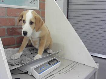 MANDY -  Foxhound and Mixed Breed Dog Available for Adoption in Houston, Texas - MANDY | PetCurious