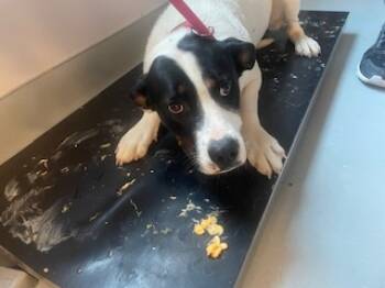 Rescue Mixed Breed Dogs for Adoption in Santa Fe, New Mexico - GIGI | PetCurious