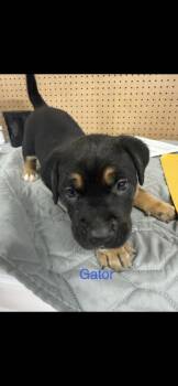 Mixed Breed Dogs Available for Adoption in Wyoming, Michigan - Gator | PetCurious
