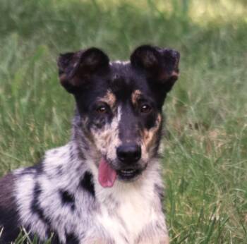 Rescue Border Collie Dogs for Adoption in Rockport, Indiana - Smores - Perfect | PetCurious