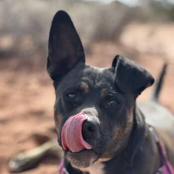 Katniss -  Australian Cattle Dog Blue Heeler and Pit Bull Terrier Dog for Adoption in Kanab, Utah - Katniss | PetCurious