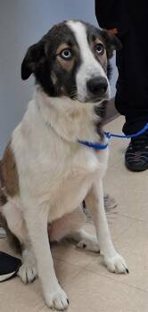MS. WIGGLEBUTT -  Anatolian Shepherd and Mixed Breed Dog for Adoption in Killeen, Texas - MS. WIGGLEBUTT | PetCurious