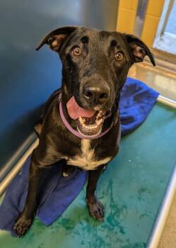 Rescue Labrador Retriever Dogs for Adoption in Bellingham, Washington - Papas | PetCurious