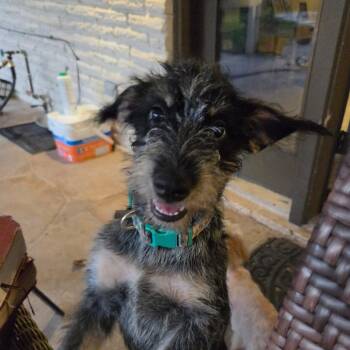 Lucky (fka Smoochie) -  Schnauzer and Labrador Retriever Dog for Adoption in Houston, Texas - Lucky (fka Smoochie) | PetCurious