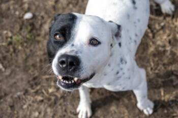 Joyce -  Mixed Breed Dog for Adoption in Terre Haute, Indiana - Joyce | PetCurious