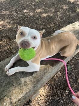 Rescue Mixed Breed Dogs for Adoption in Chamblee, Georgia - Donnar - IN FOSTER | PetCurious