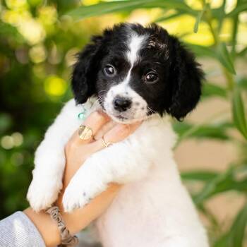 Dachshund and Poodle Dogs Available for Adoption in Chino Hills, California - Ahiru No Pekkle - Costa Mesa Location - Available 5/16 | PetCurious