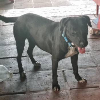 Rescue Labrador Retriever Dogs for Adoption in Saint George, Vermont - Ebony | PetCurious