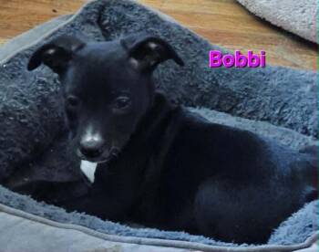 Bobbi -  Catahoula Leopard Dog Dog for Adoption in West Peoria, Illinois - Bobbi | PetCurious