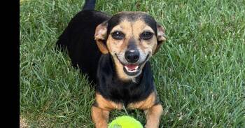 Gigi -  Chihuahua and Dachshund Dog for Adoption in Harrison City, Pennsylvania - Gigi | PetCurious