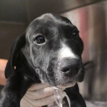 Vader - Star Wars 5 -  Labrador Retriever and Mixed Breed Dog for Adoption in Clearwater, Florida - Vader - Star Wars 5 | PetCurious