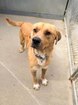 Golden Retriever and Chow Chow Dogs Available for Adoption in Severance, Colorado - Big Red | PetCurious