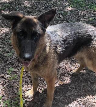 Dora -  German Shepherd Dog Dog for Adoption in Green Cove Springs, Florida - Dora | PetCurious