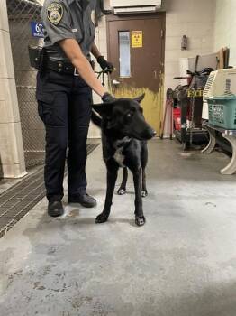 German Shepherd Dog Dogs Available for Adoption - BO | PetCurious