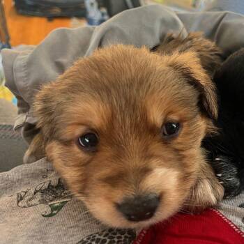 Shepherd and Retriever Dogs Available for Adoption - Jax D9761 | PetCurious