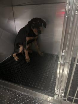 CALI -  Mixed Breed Dog for Adoption in Dallas, Texas - CALI | PetCurious