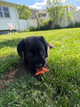 Pedro -  Doberman Pinscher and Belgian Shepherd Malinois Dog for Adoption in Albany, New York - Pedro | PetCurious
