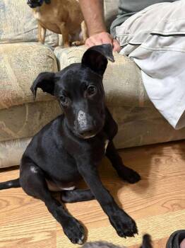 Rescue Labrador Retriever Dogs for Adoption in Hillsborough, North Carolina - Pugsley | PetCurious