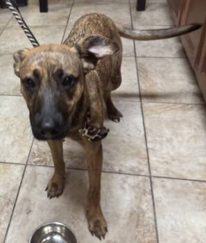 Rescue Mixed Breed Dogs for Adoption in Cincinnati, Ohio - Canoodle | PetCurious