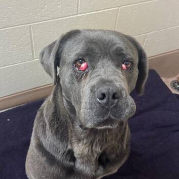 Missy -  Cane Corso Dog for Adoption in Reno, Nevada - Missy | PetCurious