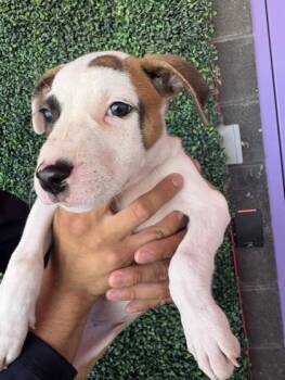 61243898 -  Pit Bull Terrier and Mixed Breed Dog for Adoption in El Paso, Texas - 61243898 | PetCurious