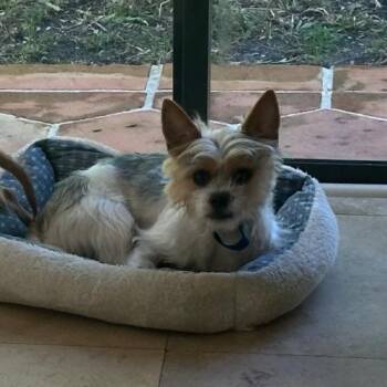 Yorkshire Terrier and Mixed Breed Dogs Available for Adoption in Fort Lauderdale, Florida - Gino | PetCurious