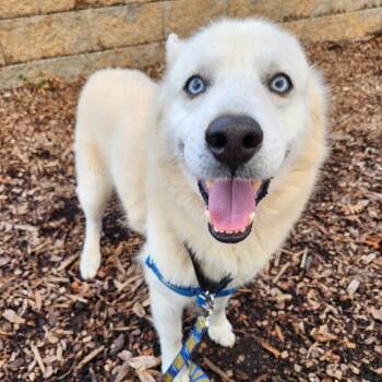 Kody -  Husky and Mixed Breed Dog for Adoption in Falls Church, Virginia - Kody | PetCurious
