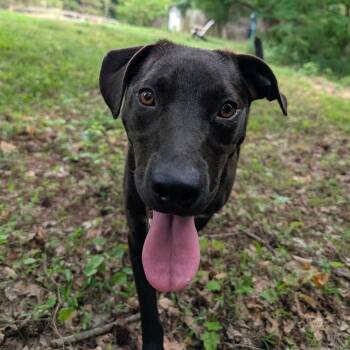 Labrador Retriever Dogs Available for Adoption in Wake Forest, North Carolina - Bhangra | PetCurious