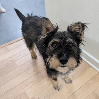 Schnauzer and Mixed Breed Dogs Available for Adoption - Rosie $400 | PetCurious