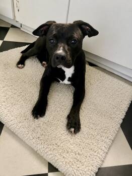 Roxy -  American Staffordshire Terrier and Bulldog Dog for Adoption in Brierfield, Alabama - Roxy | PetCurious