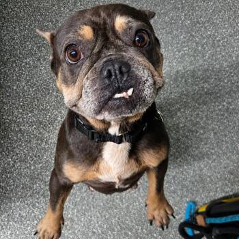 Lucy -  French Bulldog and Mixed Breed Dog for Adoption in Jupiter, Florida - Lucy | PetCurious