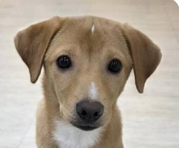 Daisy -  Jindo Dog for Adoption in San Ramon, California - Daisy | PetCurious