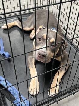 JOESEPH -  Pit Bull Terrier Dog for Adoption in Las Vegas, Nevada - JOESEPH | PetCurious