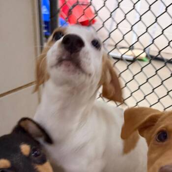 Ian -  Mixed Breed Dog for Adoption in Walker, Michigan - Ian | PetCurious
